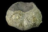 Pyrite Replaced Brachiopod (Paraspirifer) Fossil - Ohio #135559-2